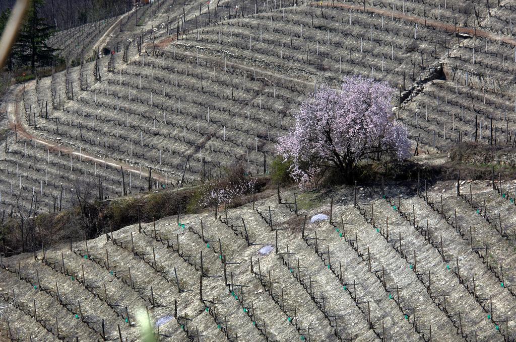 Cascina Arcangelo Raffaele Verduno Exteriör bild